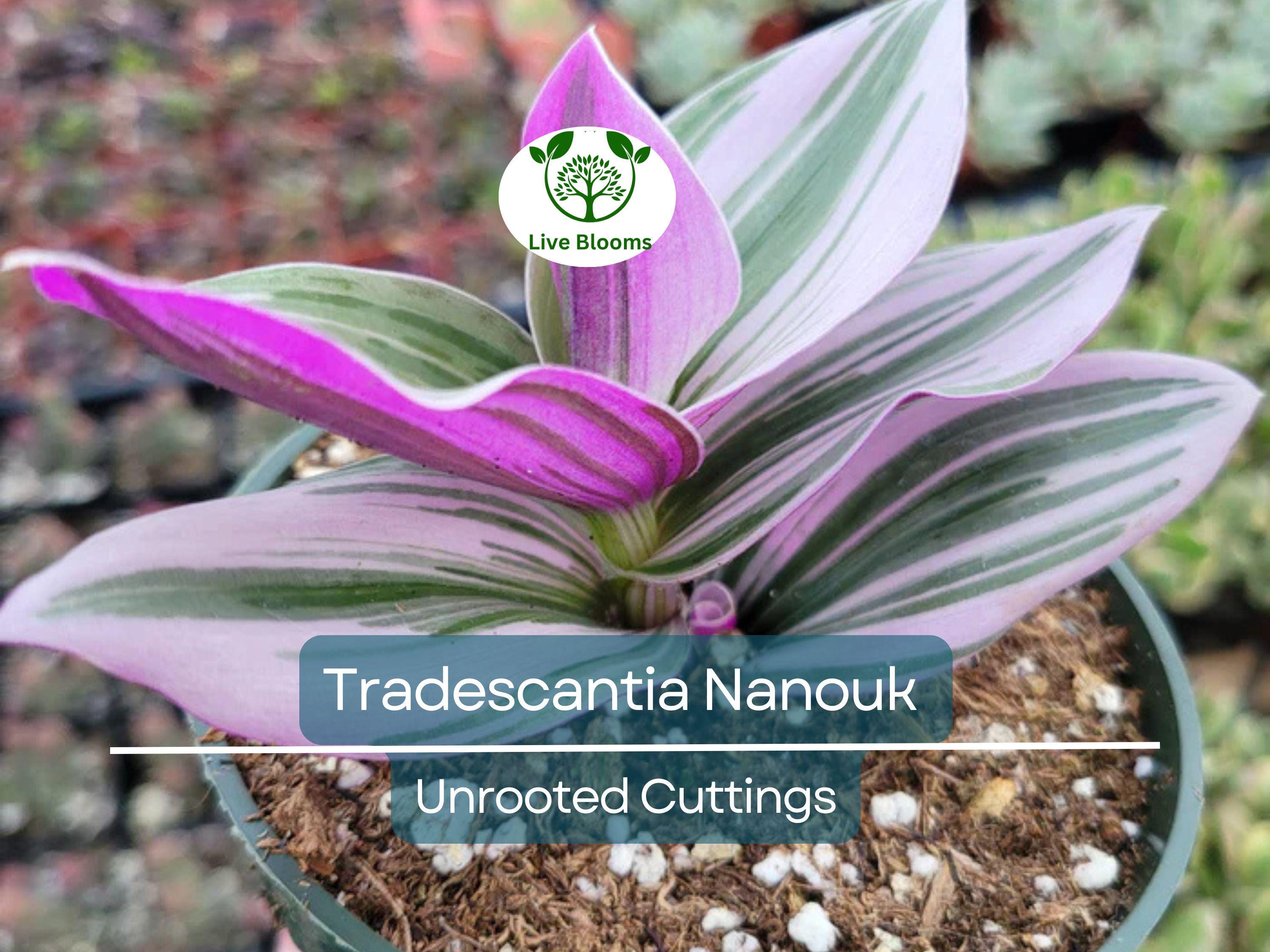 5 Unrooted Cuttings 4”-8” BIG Tradescantia Nanouk Rare "Pink Wandering Jew" | Beautiful Pink, White & Green Foliage, Easy to Propagate