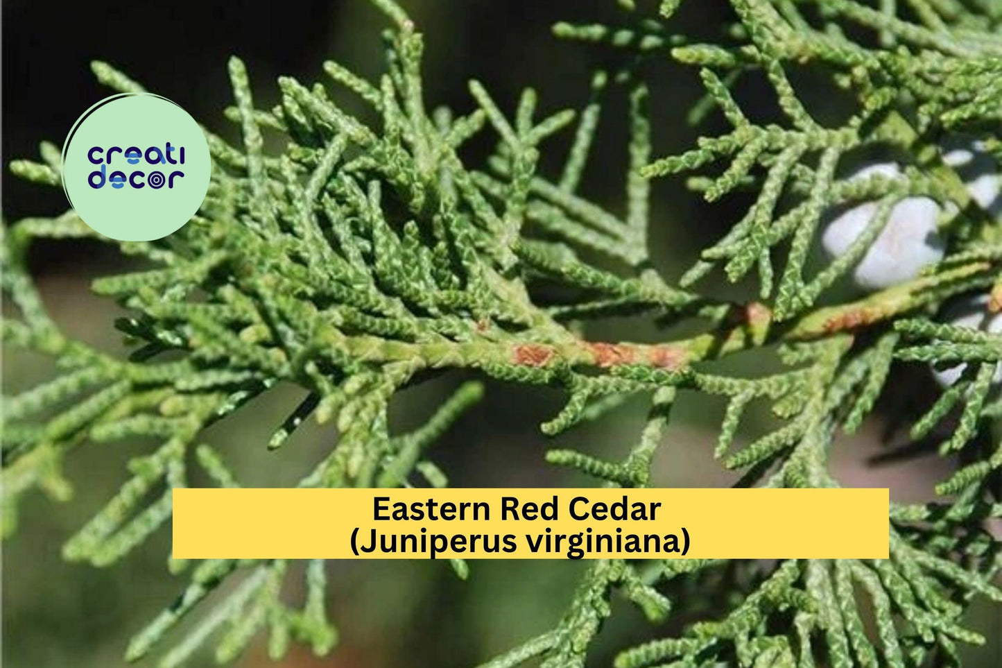 Eastern Red Cedar (Juniperus virginiana) – 1 Live Bare-Root Sapling 8–12” – Hardy Evergreen Shade & Privacy Tree