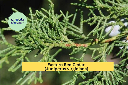 Eastern Red Cedar (Juniperus virginiana) – 1 Live Bare-Root Sapling 8–12” – Hardy Evergreen Shade & Privacy Tree