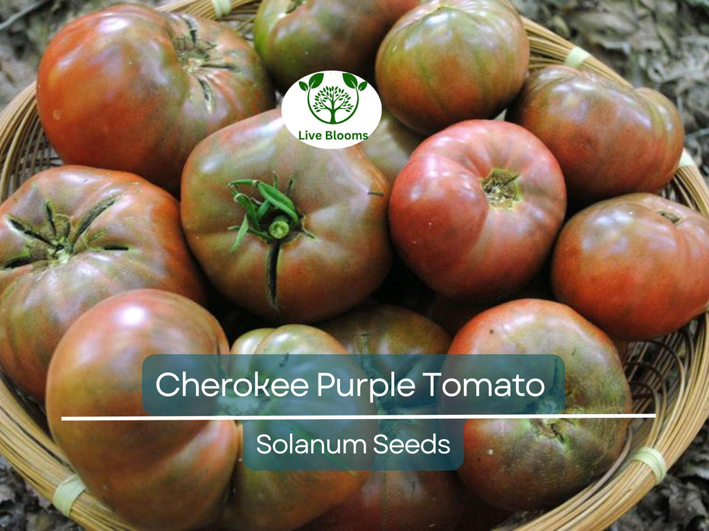 60 Cherokee Purple Tomato Seeds – Heirloom Beefsteak, Solanum lycopersicum, Non-GMO, Indeterminate, Rich Flavor, Garden Favorite
