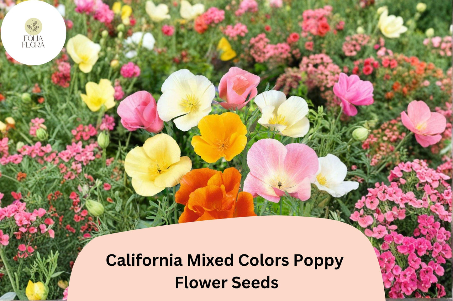 200+ California Mixed Colors Poppy Seeds for Garden Planting - Vibrant Wildflower Blend