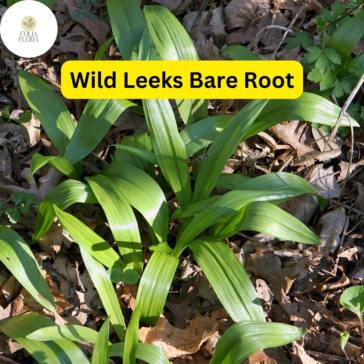 10 Ramps Wild Leeks Bulbs (Allium tricoccum), Organic Bare Root Plants for Planting
