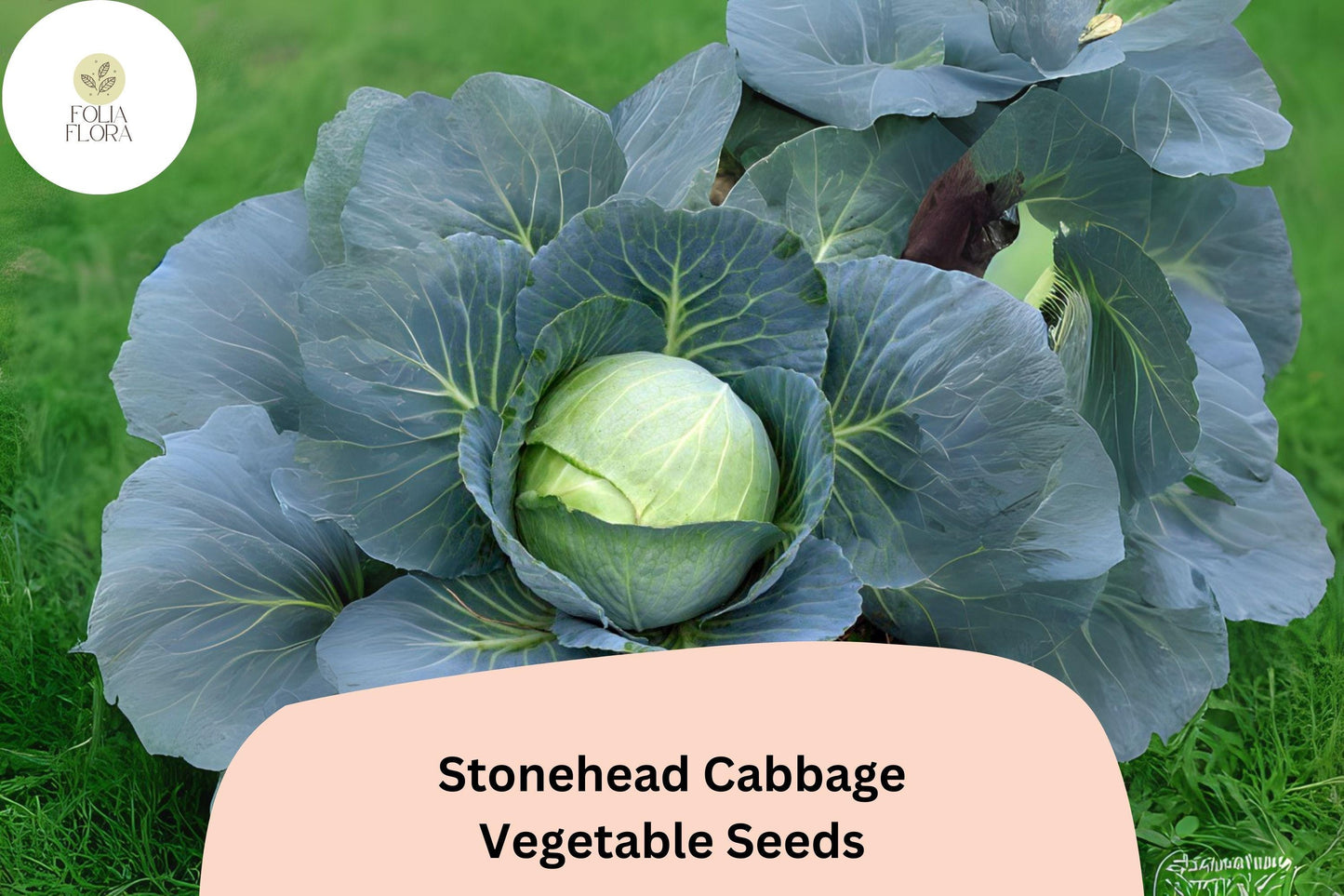 500+ Stonehead Cabbage Seeds | Brassica oleracea | Heirloom Green Cabbage | Bulk Garden Vegetable Seeds