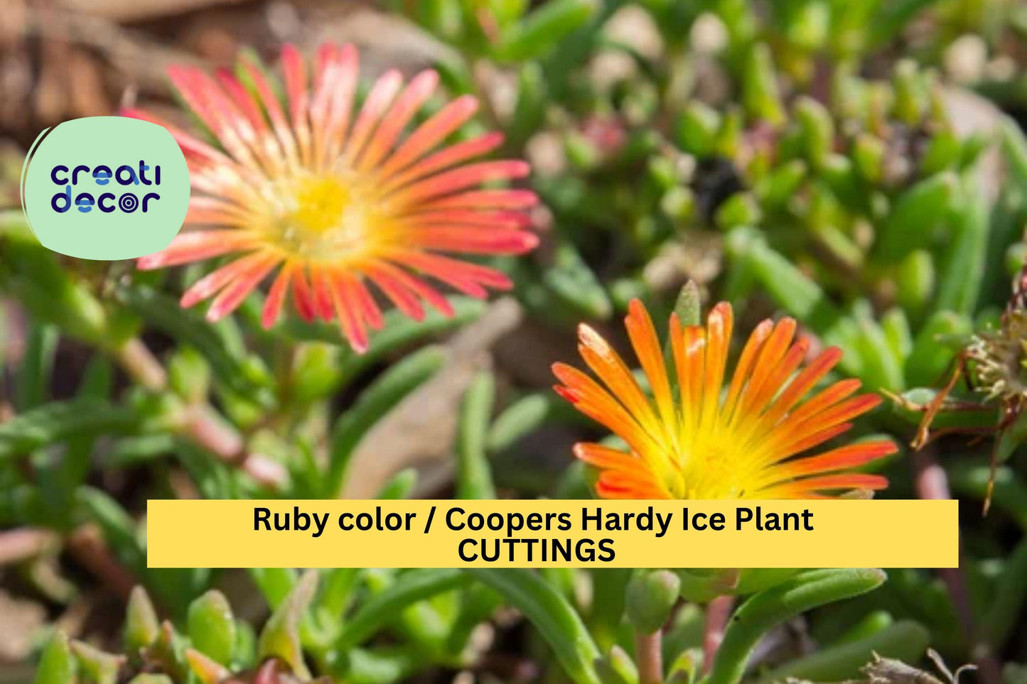 10 Ruby Ice Plant Cuttings | Delosperma Cooperi Ground Cover | 6" Hardy Drought-Tolerant Succulent | Fast Spreading Filler