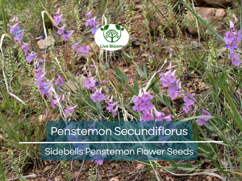 100 mg Seeds Penstemon Secundiflorus (Sidebells Penstemon) for Planting | Drought-Tolerant Native Wildflower for Gardens & Landscapes