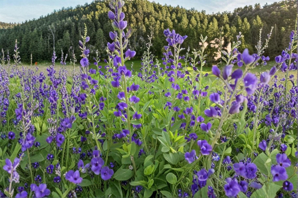 Blue Wild Indigo – Baptisia australis Seeds | 15 Seeds | Native Perennial Wildflower | Flowering Plant