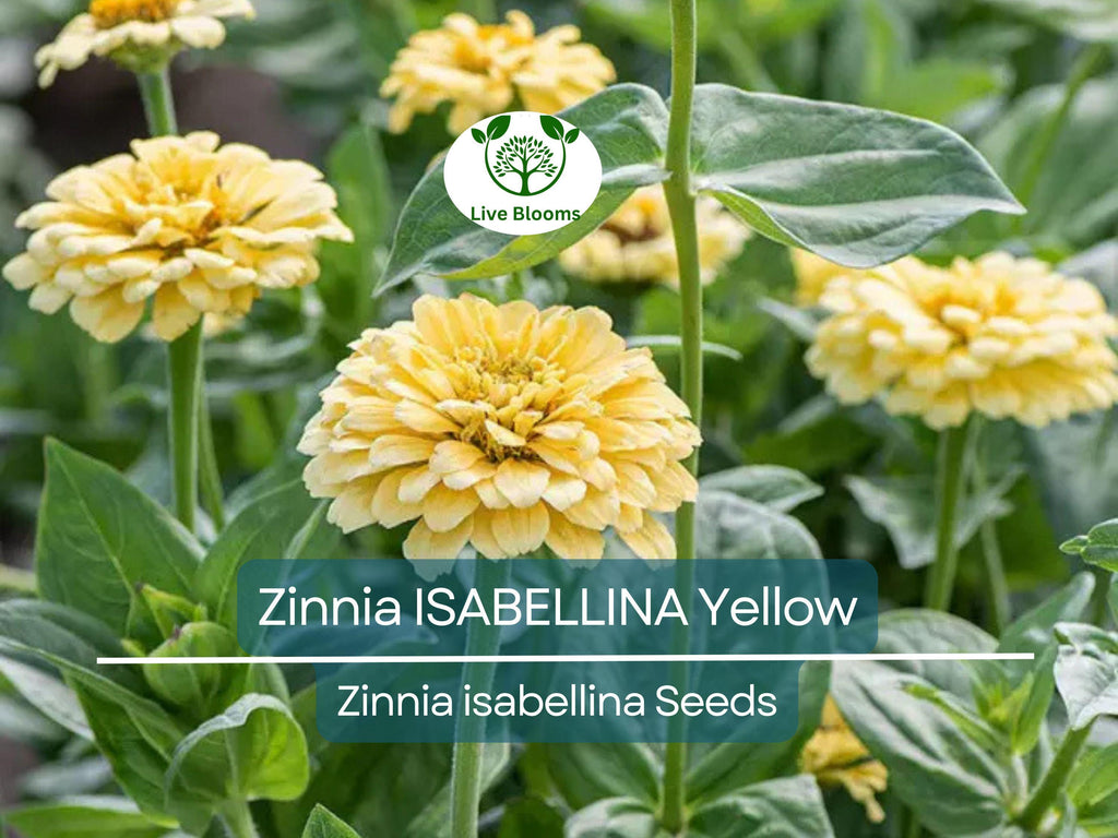 200 Seeds Zinnia ISABELLINA Yellow, Huge Blooms, Non-GMO, Attracts Butterflies & Hummingbirds, Vibrant Garden Flowers, Easy to Grow Annual