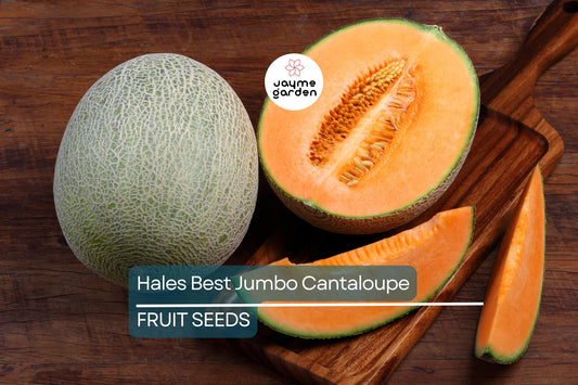 100 Hales Best Jumbo Cantaloupe Seeds - Heirloom, Non-GMO, Sweet & Juicy Melons