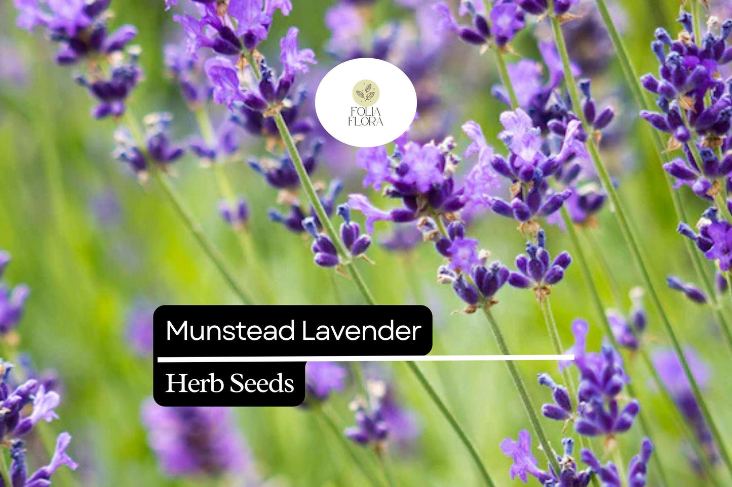 100 Seeds Munstead Lavender (Lavandula angustifolia) – Fragrant, Hardy English Lavender