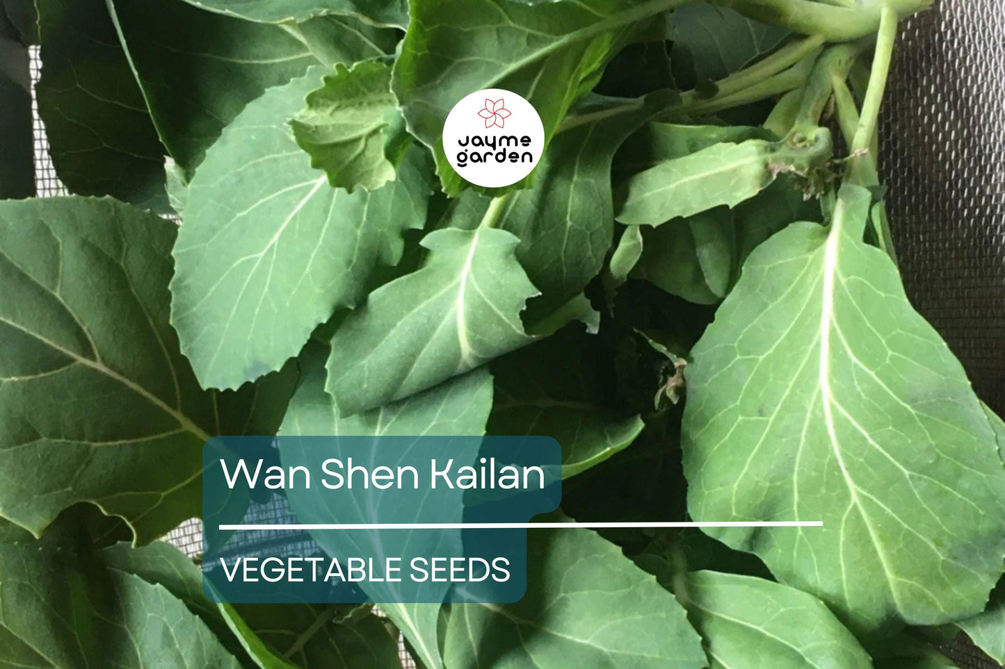 500mg Wan Shen Kailan Seeds - Heirloom Chinese Broccoli - Tender Asian Green for Stir-Fries, Soups, & Salads - Non-GMO Seeds
