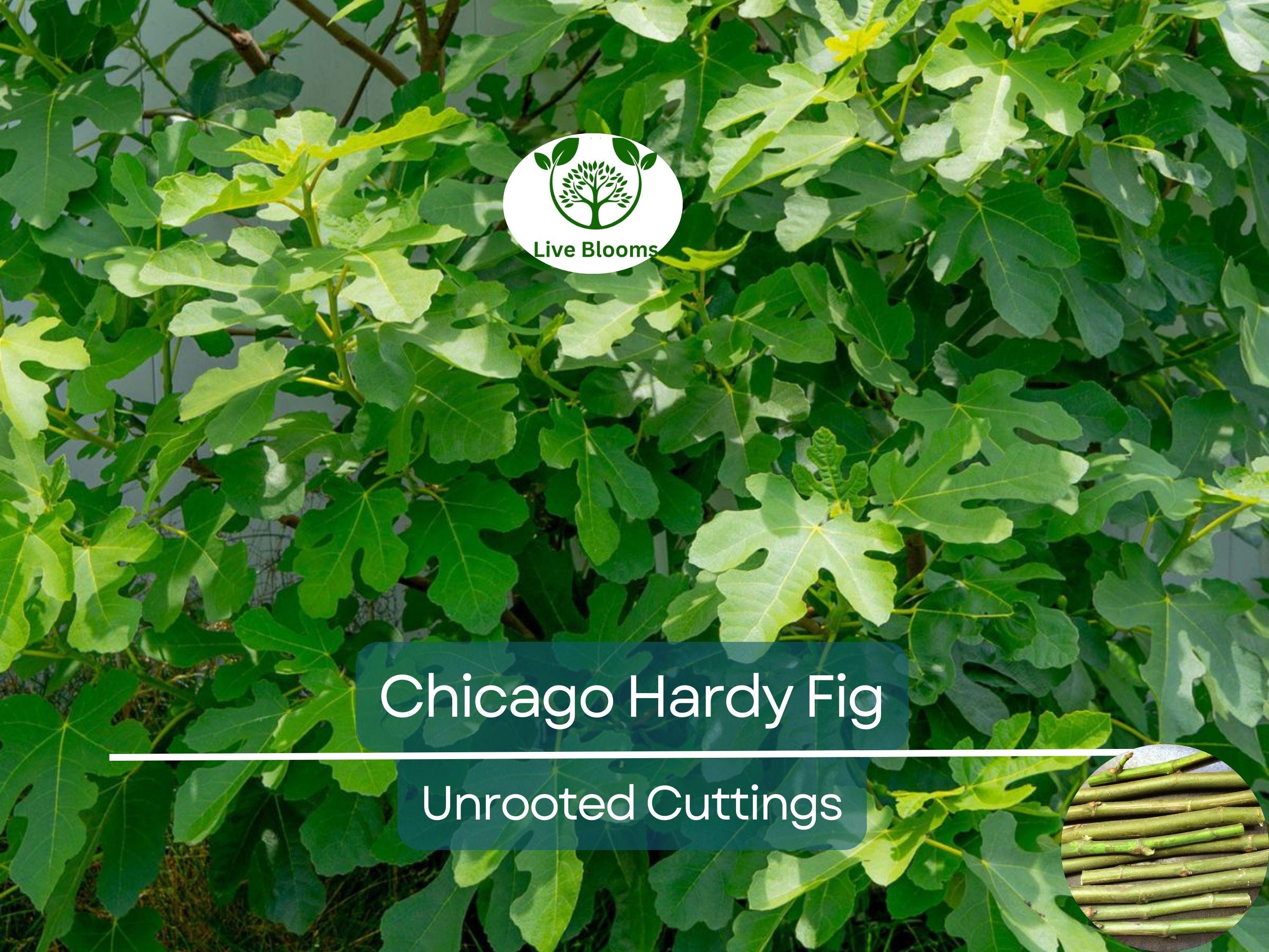 10 Chicago Hardy Fig Tree Scion Cuttings - Ficus carica Unrooted 10-12” for Rooting or Grafting - Cold-Hardy Fruit Variety