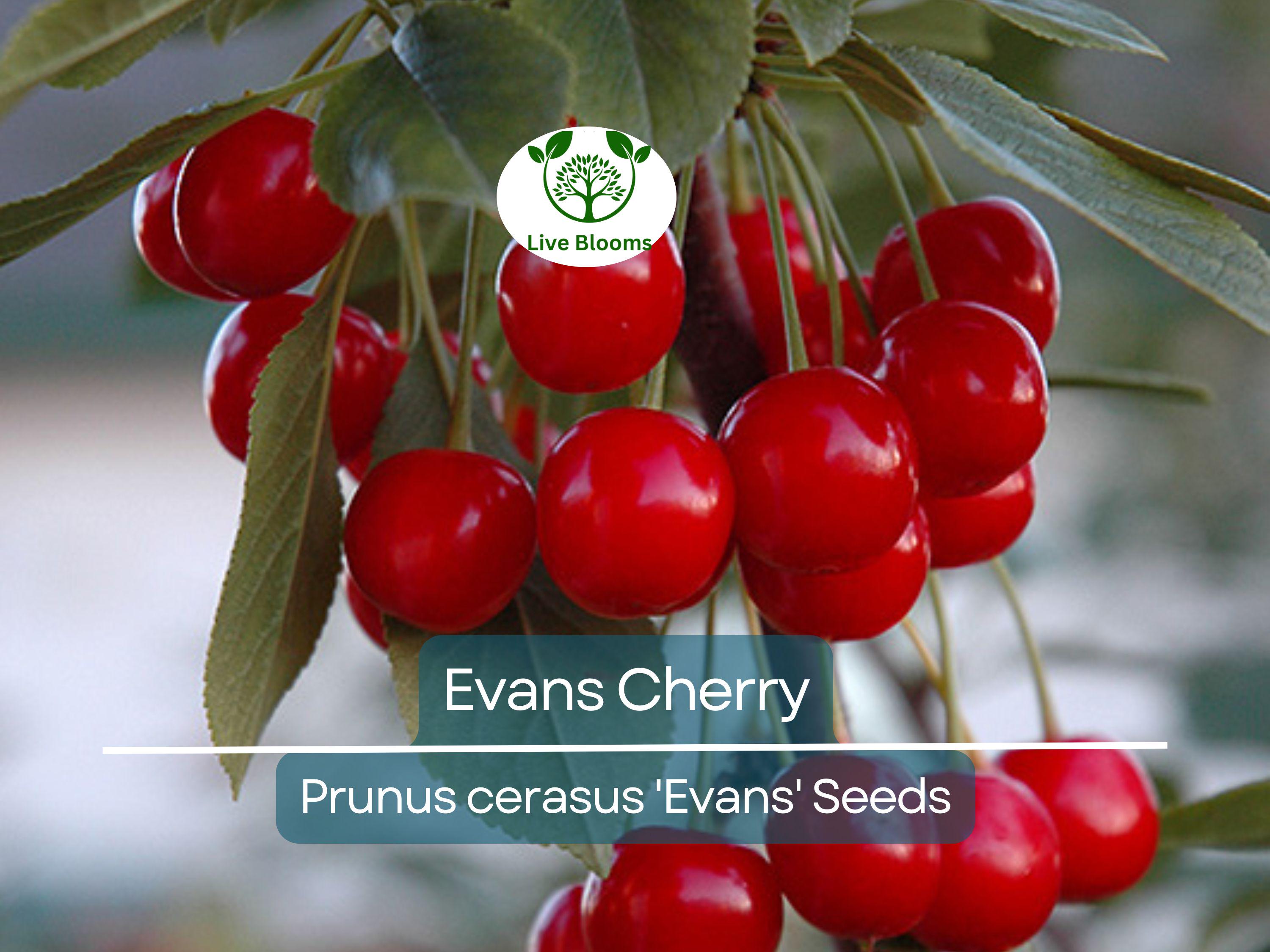 20 Evans Cherry Tree Seeds (Prunus cerasus 'Evans'), Edible Tart Cherries, Sweet & Sour Fruit, Hardy Tree for Garden, Tasty Fruit Seeds