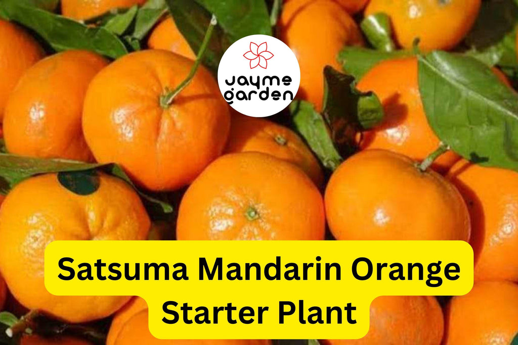 Satsuma Mandarin Orange Tree - Live Citrus Seedling, 4-10" Tall - Cold Hardy, Sweet Fruit, Fast Growing for Home Gardens & Containers