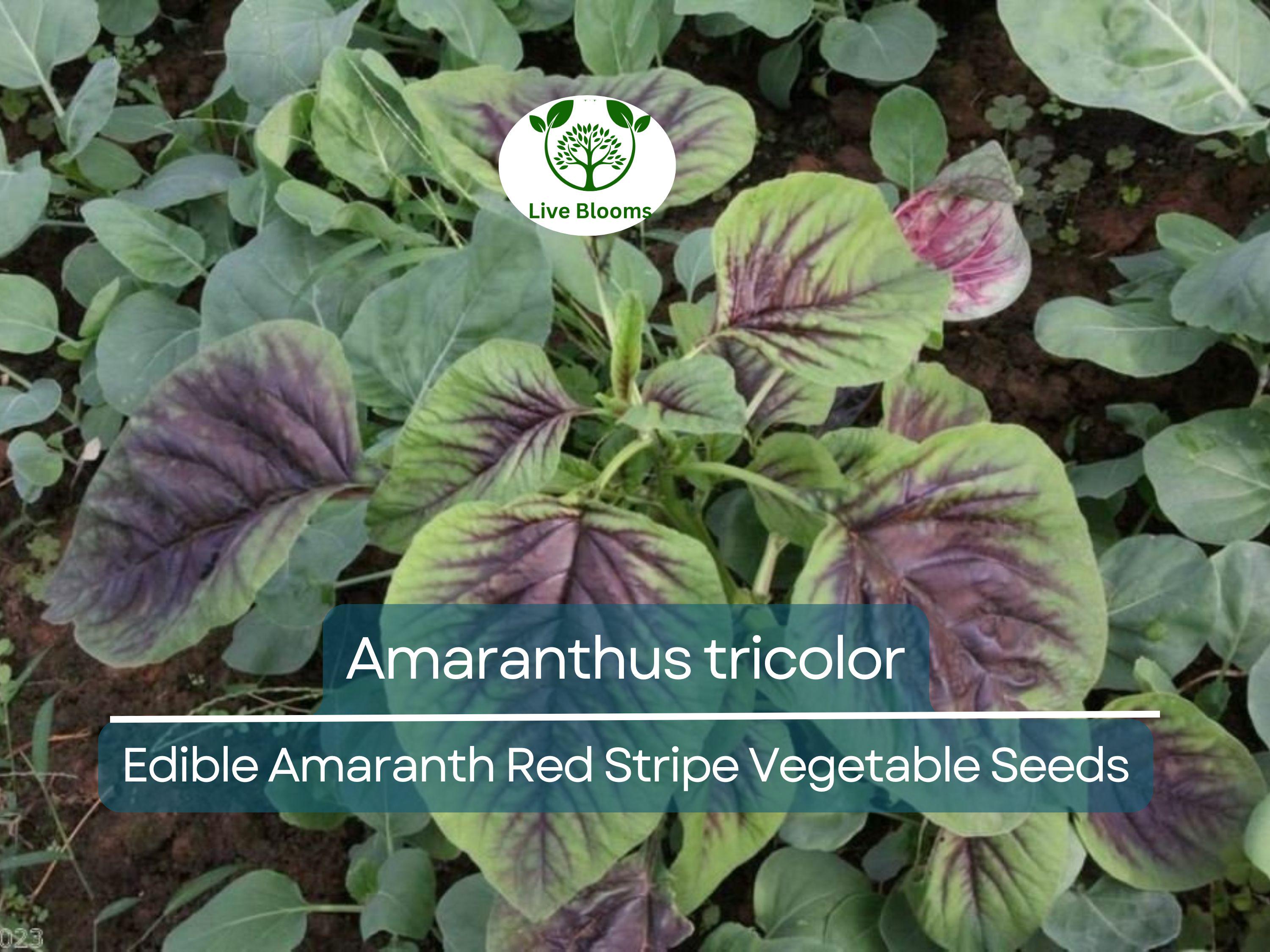 500 Edible Amaranth Red Stripe Leaf Seeds - Amaranthus tricolor Red Beauty Tricolor | Vibrant, Nutritious Leafy Green for Planting