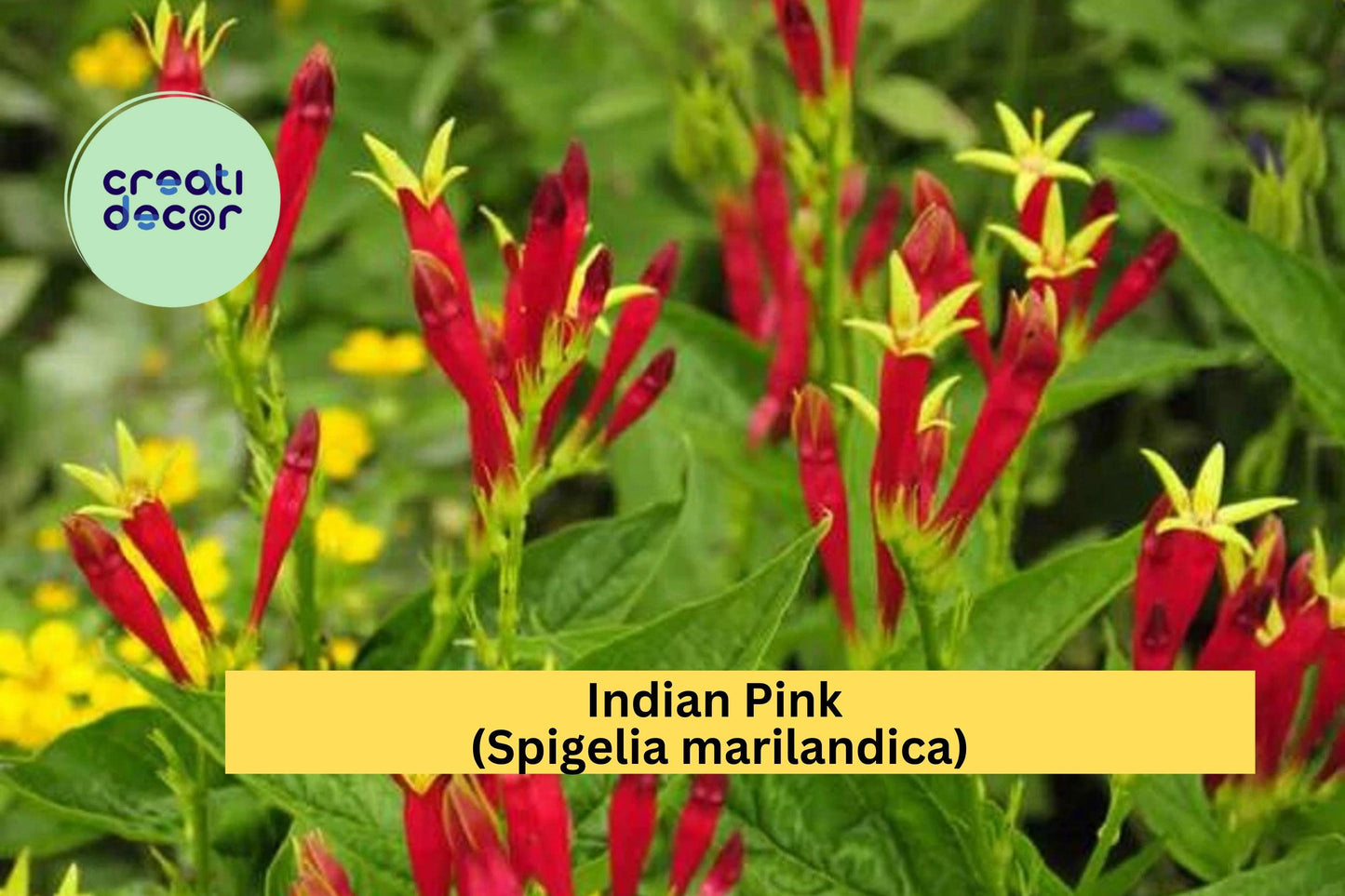Indian Pink Plant | Spigelia marilandica | Live Bare Root Perennial for Pollinator & Shade Gardens