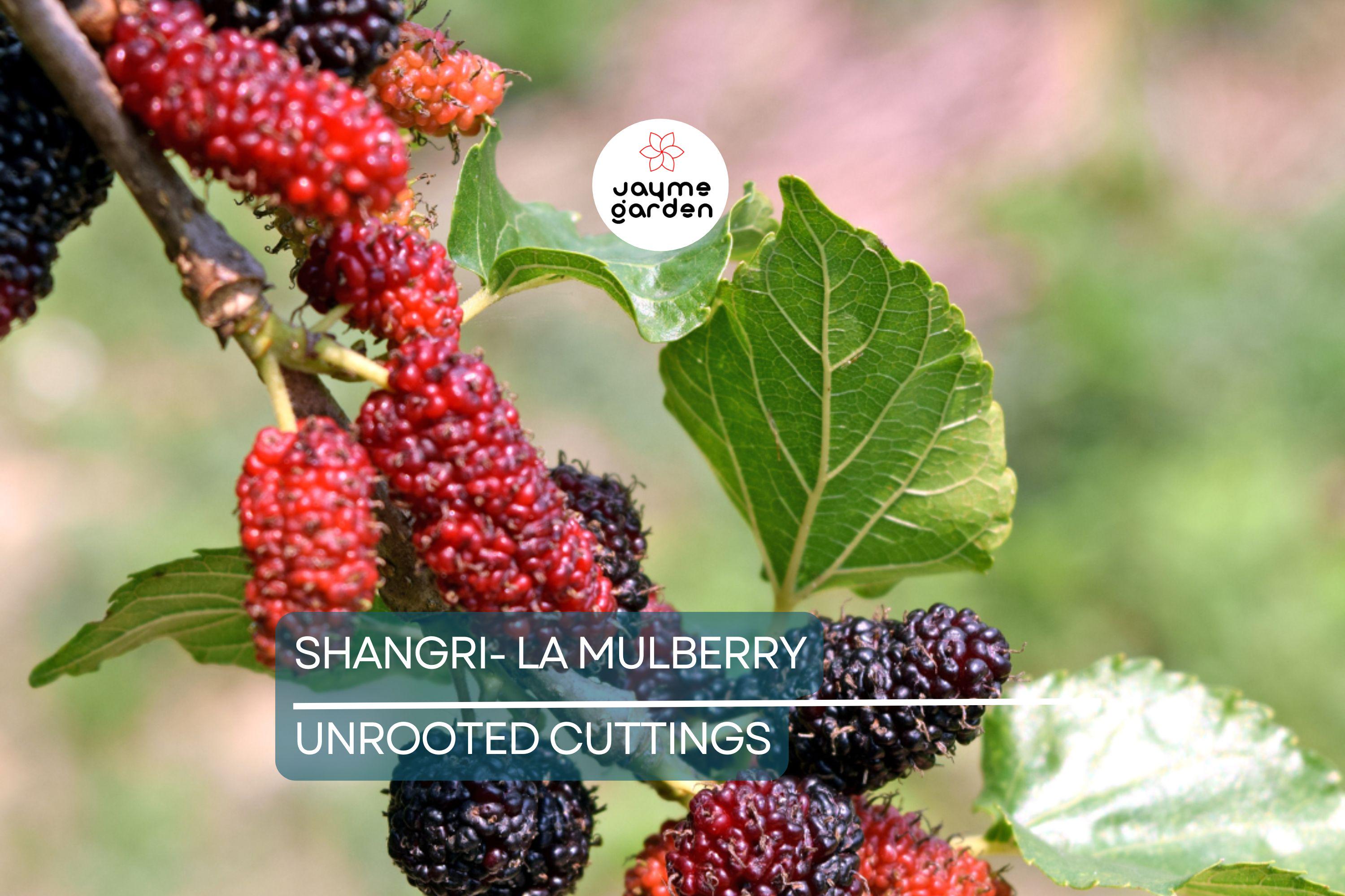 12 Fresh Shangri-La Mulberry Cuttings for Rooting or Grafting, Sweet Large Fruits