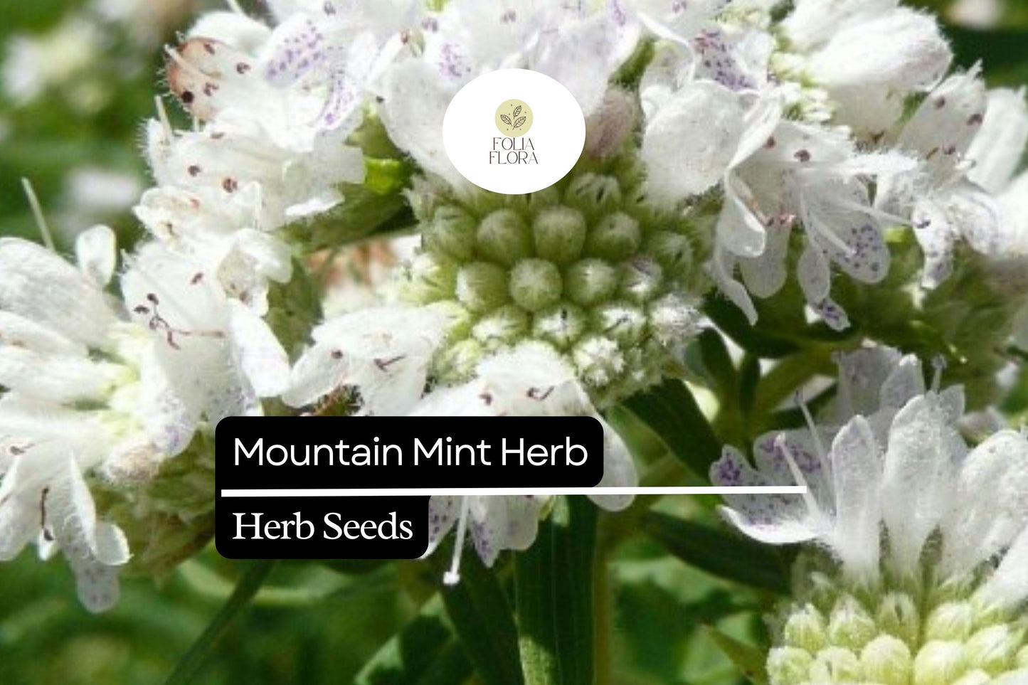 30mg Mountain Mint Herb Seeds | Pycnanthemum spp. Aromatic Perennial | Pollinator-Friendly & Medicinal Herb