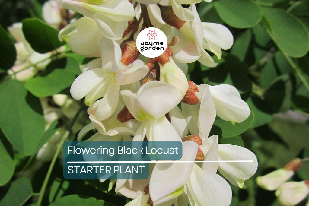 Flowering Black Locust Tree | Robinia pseudoacacia | Live Bare Root Plant 2-3' Tall | Fast-Growing Tree for Zones 4-8