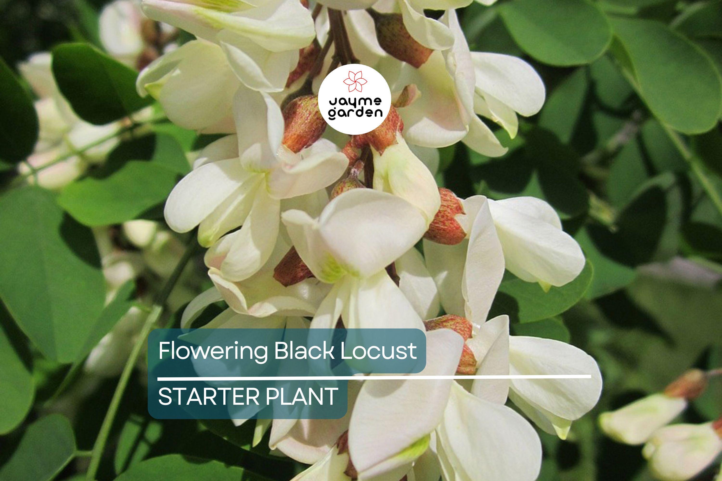 Flowering Black Locust Tree | Robinia pseudoacacia | Live Bare Root Plant 2-3' Tall | Fast-Growing Tree for Zones 4-8