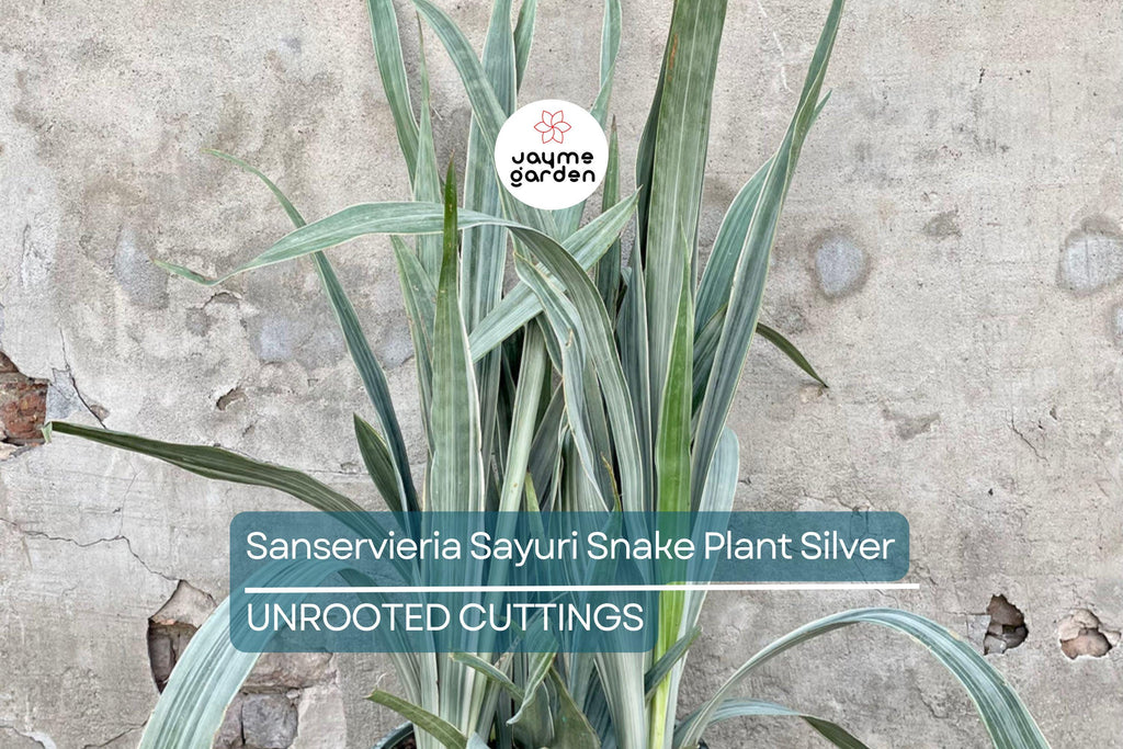 Sansevieria Sayuri Snake Plant Cutting (10-12") | Silver-Green Live Air-Purifying Plant