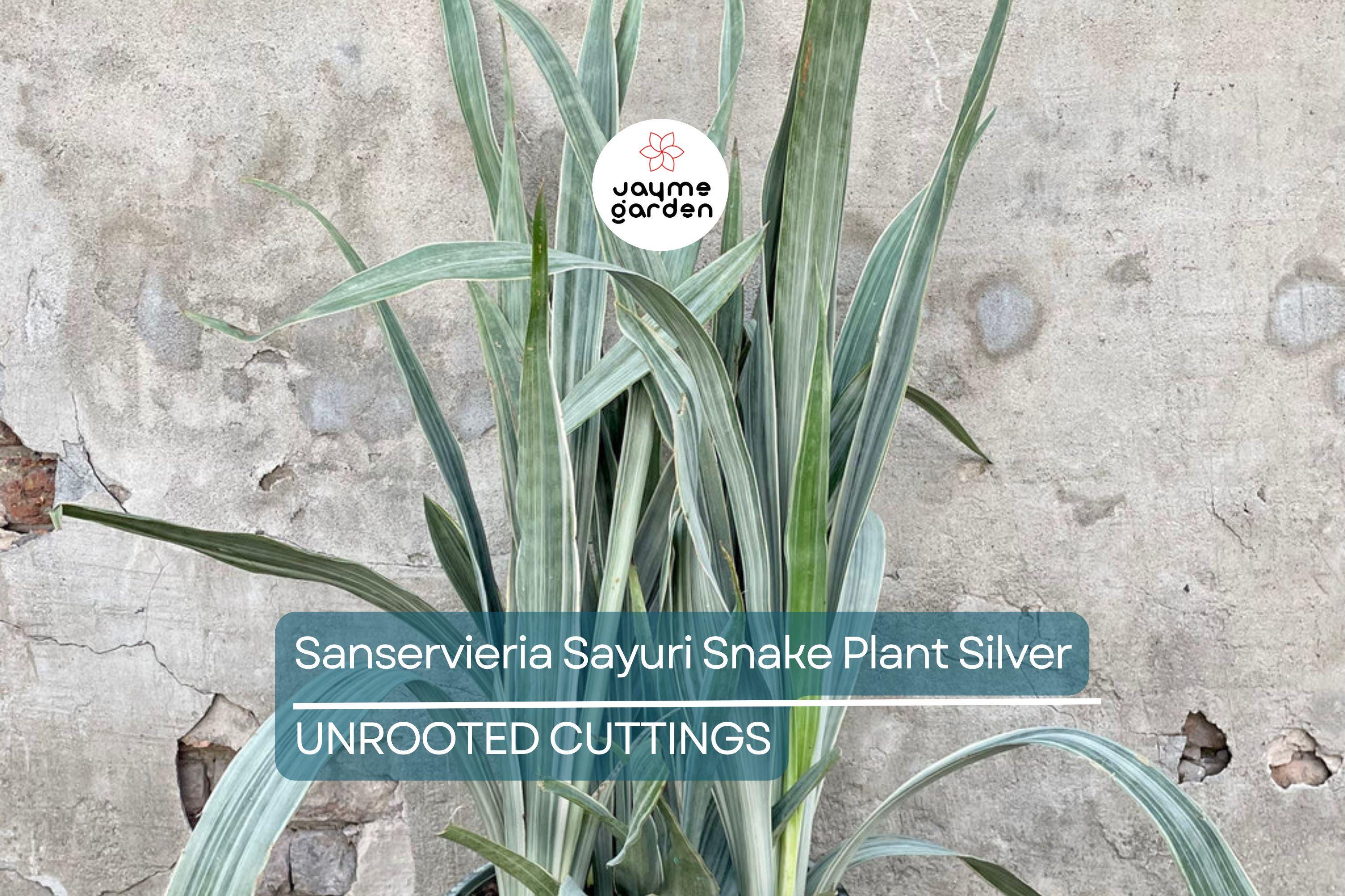 Sansevieria Sayuri Snake Plant Cutting (10-12") | Silver-Green Live Air-Purifying Plant