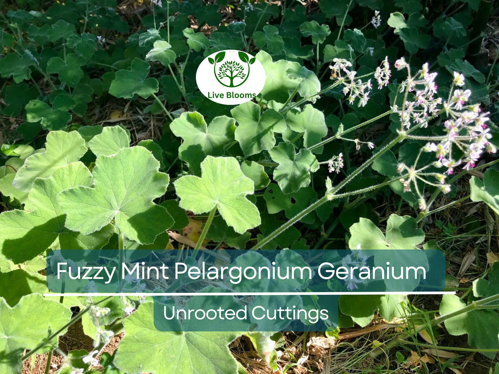 3 Rare Fuzzy Mint Scented Pelargonium Geranium Unrooted Cuttings 6" - Unique, Fragrant, Perfect for Planting & Propagation