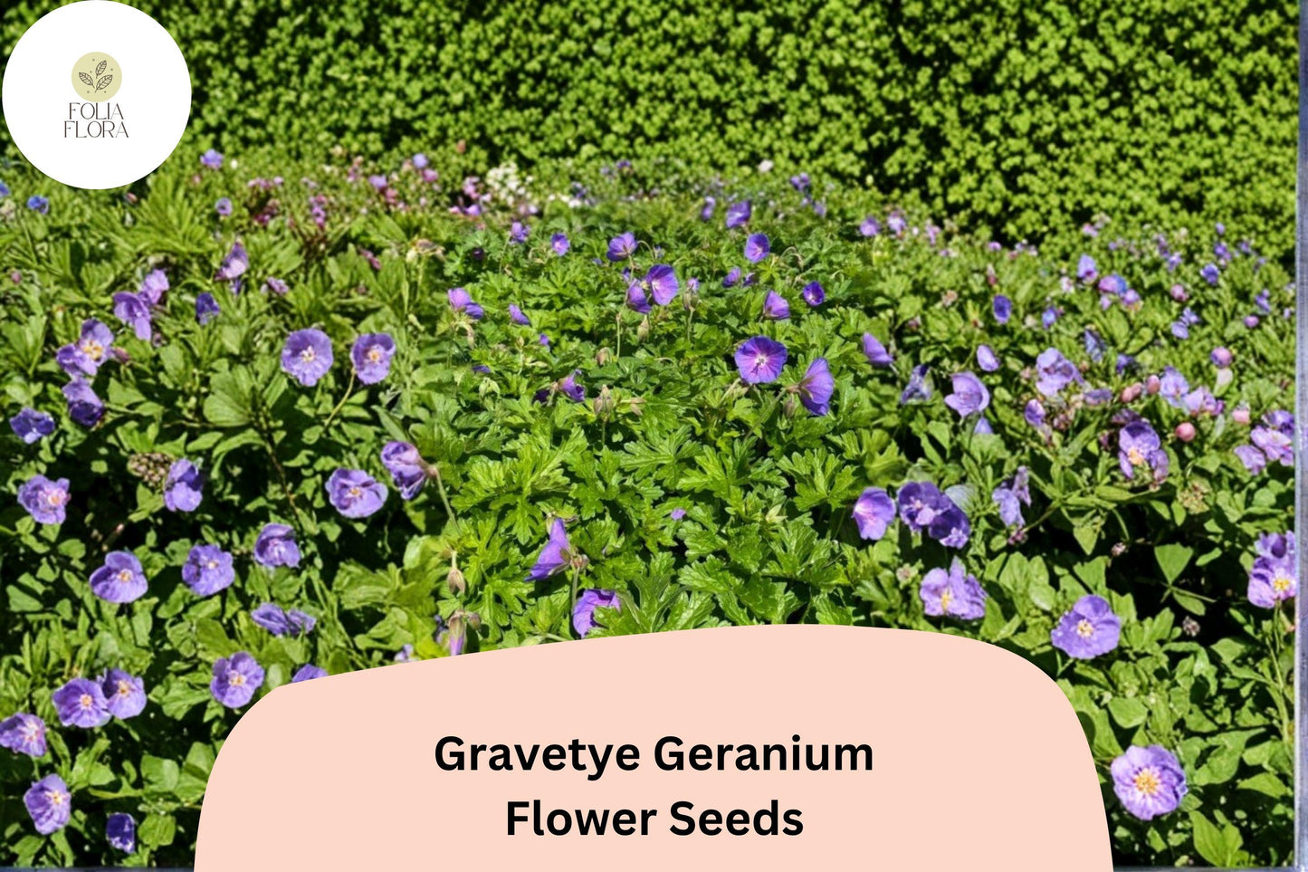 25+ Gravetye Geranium Seeds | Purple Zonal Pelargonium | Garden Flower Seeds