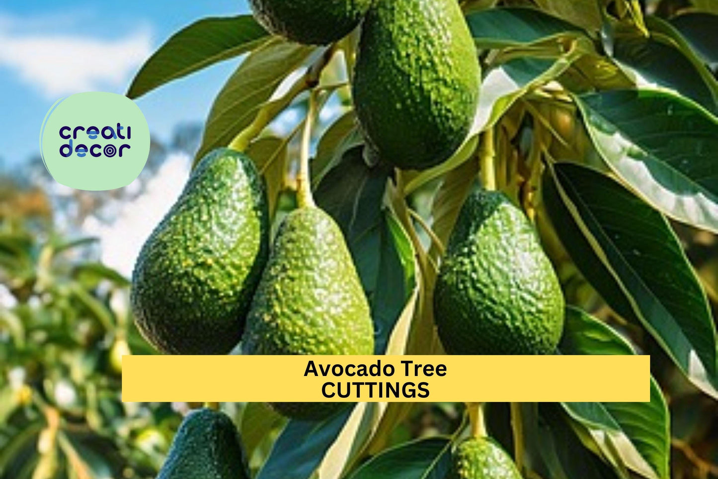3 Zutano Avocado Tree Cuttings – Persea americana | Unrooted 6–10” Scions for Grafting or Propagation in Zones 9–11 Gardens or Greenhouses