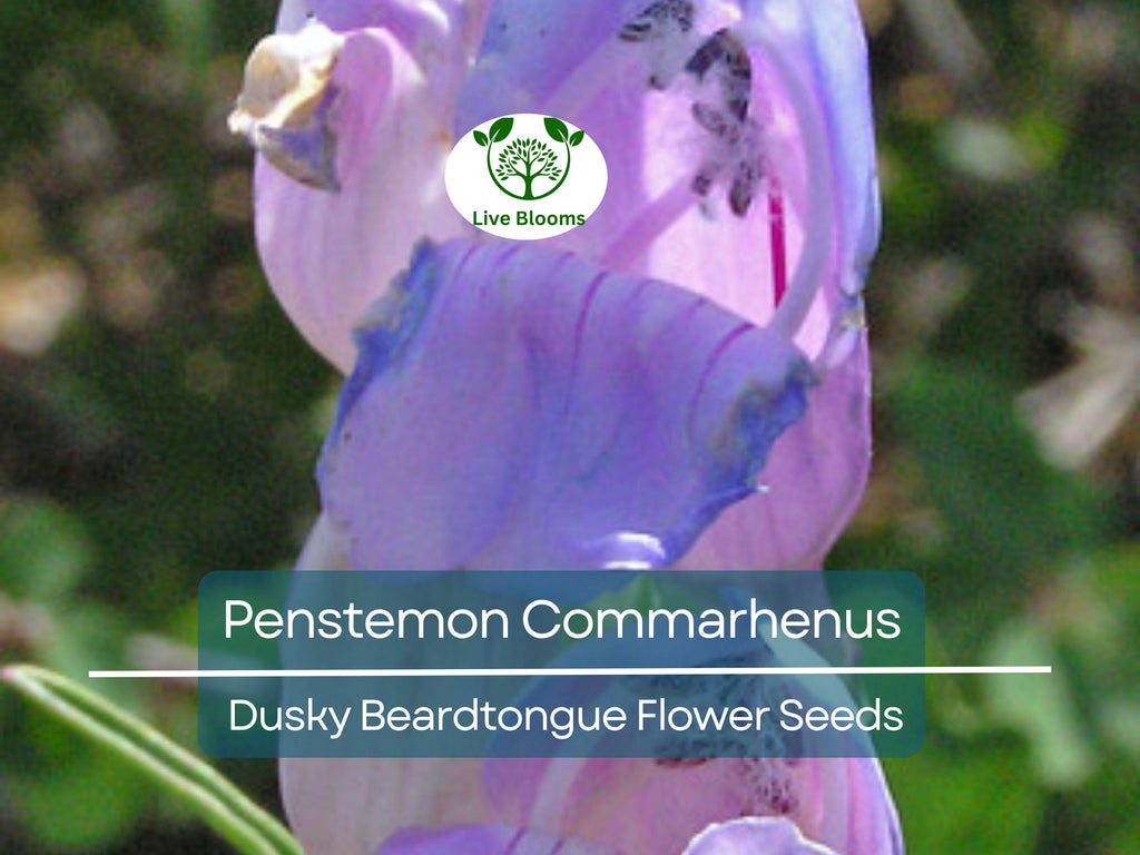 100 mg Seeds Penstemon Commarhenus (Dusky Beardtongue) for Planting | Native Perennial Wildflower for Pollinator Gardens & Meadows