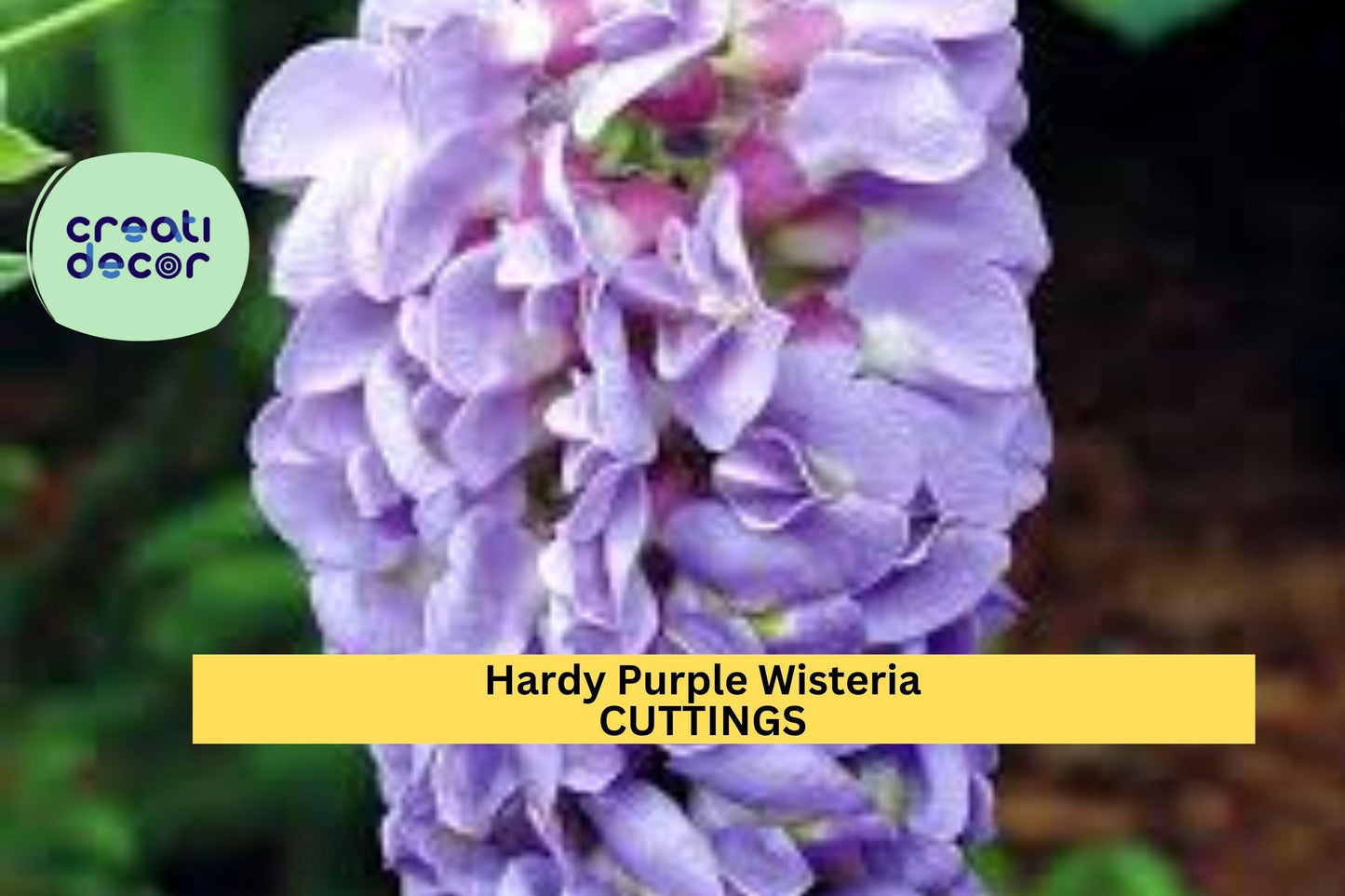 10 Hardy Wisteria Cuttings | Purple Flowering Vine | Fast-Growing Climber for Trellis or Fence | Zones 4–9 | Unrooted Starter Wood