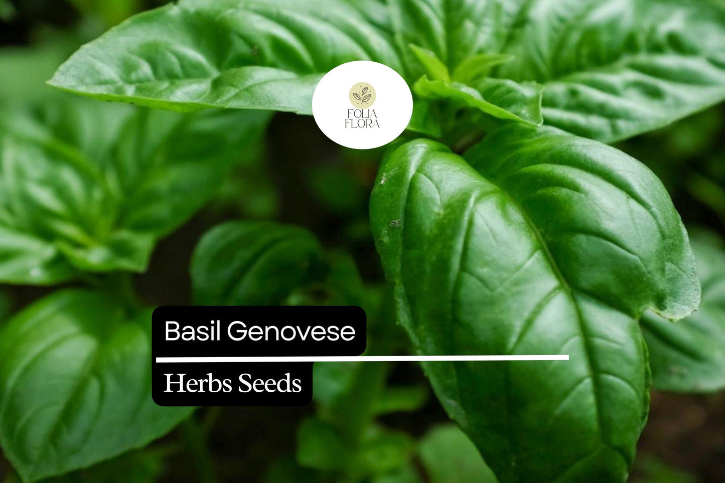 1000 Seeds Basil Genovese | Ocimum basilicum | Heirloom, Non-GMO Italian Herb | Aromatic & Flavorful