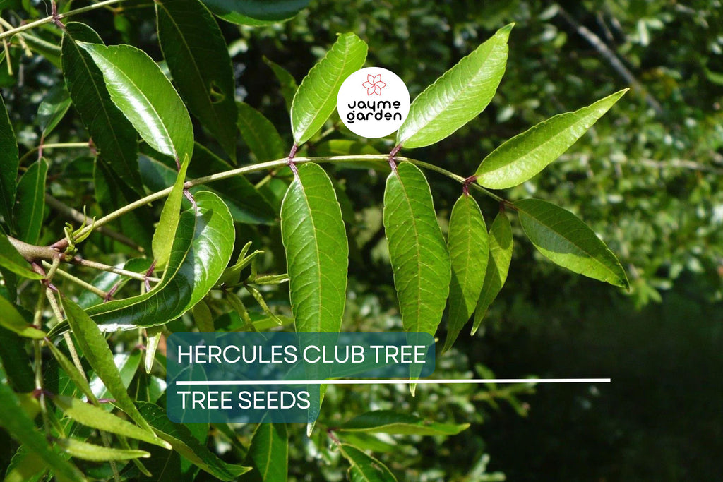 20 Hercules' Club Tree Seeds - Zanthoxylum clava-herculis, Prickly Ash, Rare Fast-Growing, Full Sun, USDA Zones 7-9, 50 ft Height