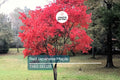 10 Red Japanese Maple Tree Seeds (Acer palmatum) – 20' Tall, Cold Hardy Bonsai Tree