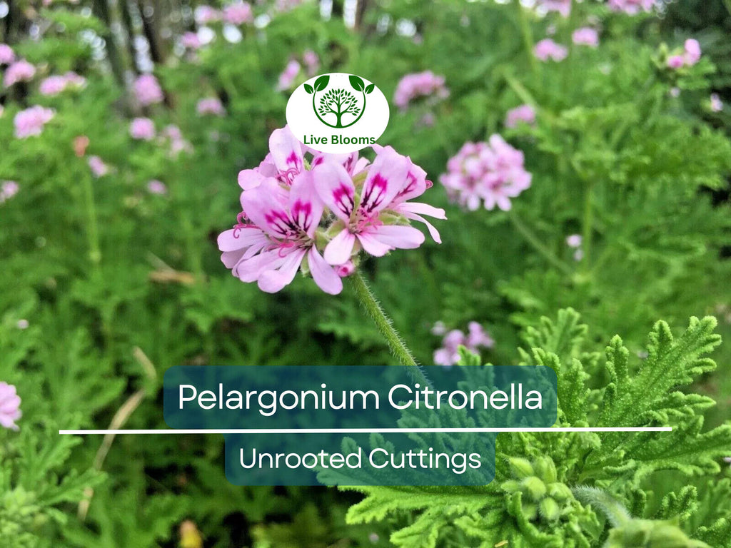 3 Pelargonium Citronella Lemon Scented Geranium Unrooted Cuttings, Pink Flowers, 3"-5", Natural Mosquito Repellent, Easy to Root Geranium