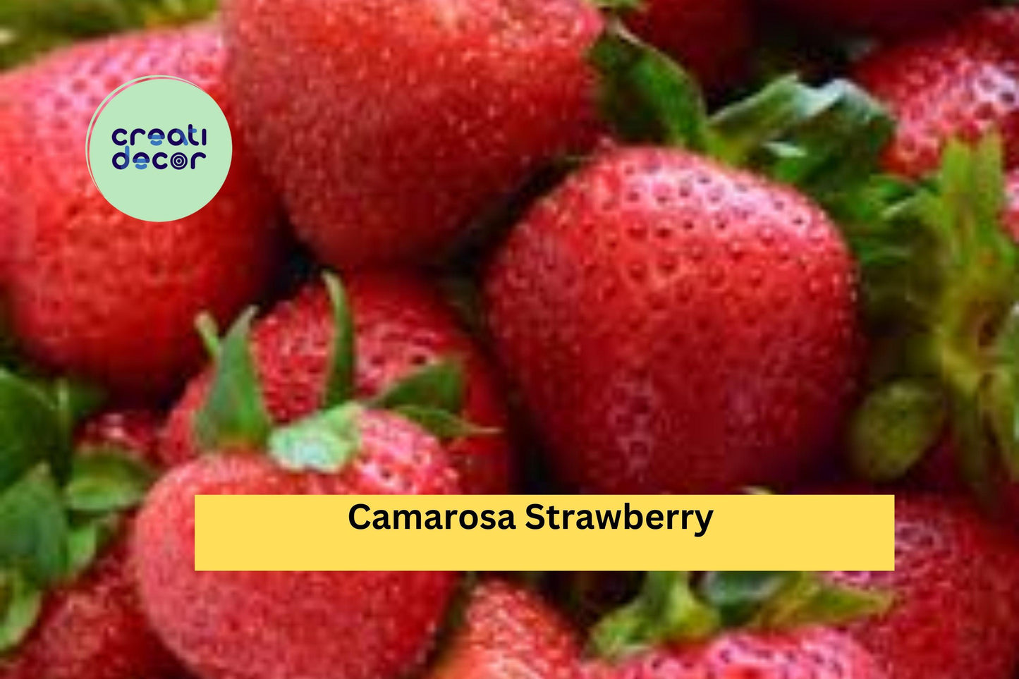 Camarosa June-Bearing Strawberry Plants | 10 Live Bare Root Starters | NON-GMO Strawberry Variety for Home Garden & Fruit Harvest