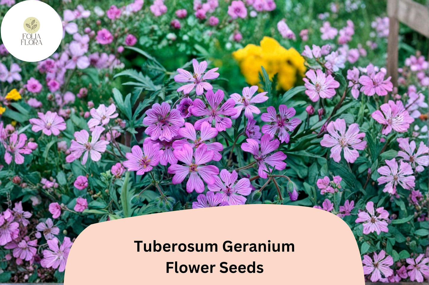 25+ Tuberosum Geranium Seeds | Hardy Perennial Cranesbill | Purple Blooms for Garden Borders and Rock Gardens