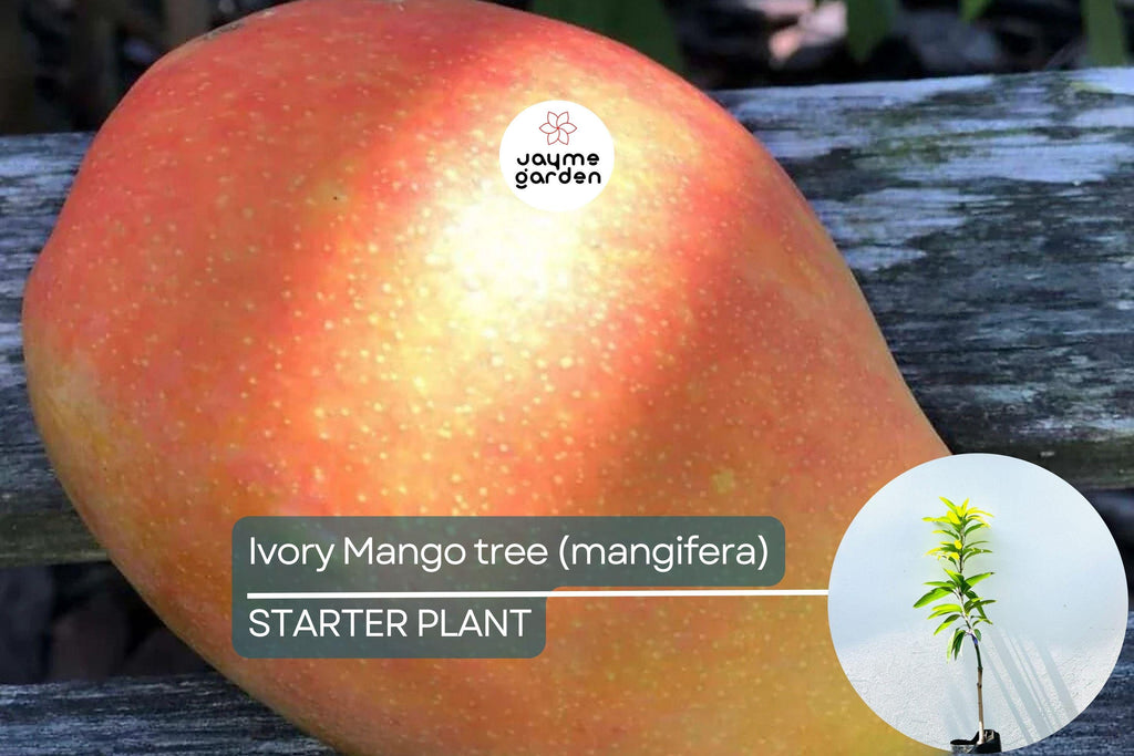 Ivory Mango Tree (Mangifera) Grafted 3'-4' | Fiberless, Sweet Tropical Fruit | Container-Friendly Live Tree
