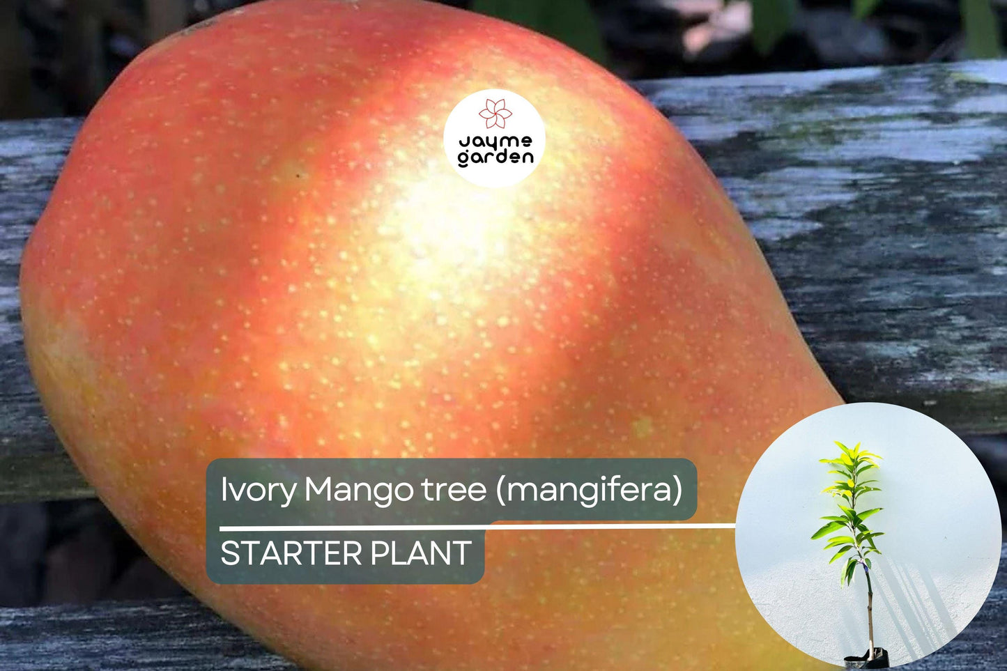 Ivory Mango Tree (Mangifera) Grafted 3'-4' | Fiberless, Sweet Tropical Fruit | Container-Friendly Live Tree