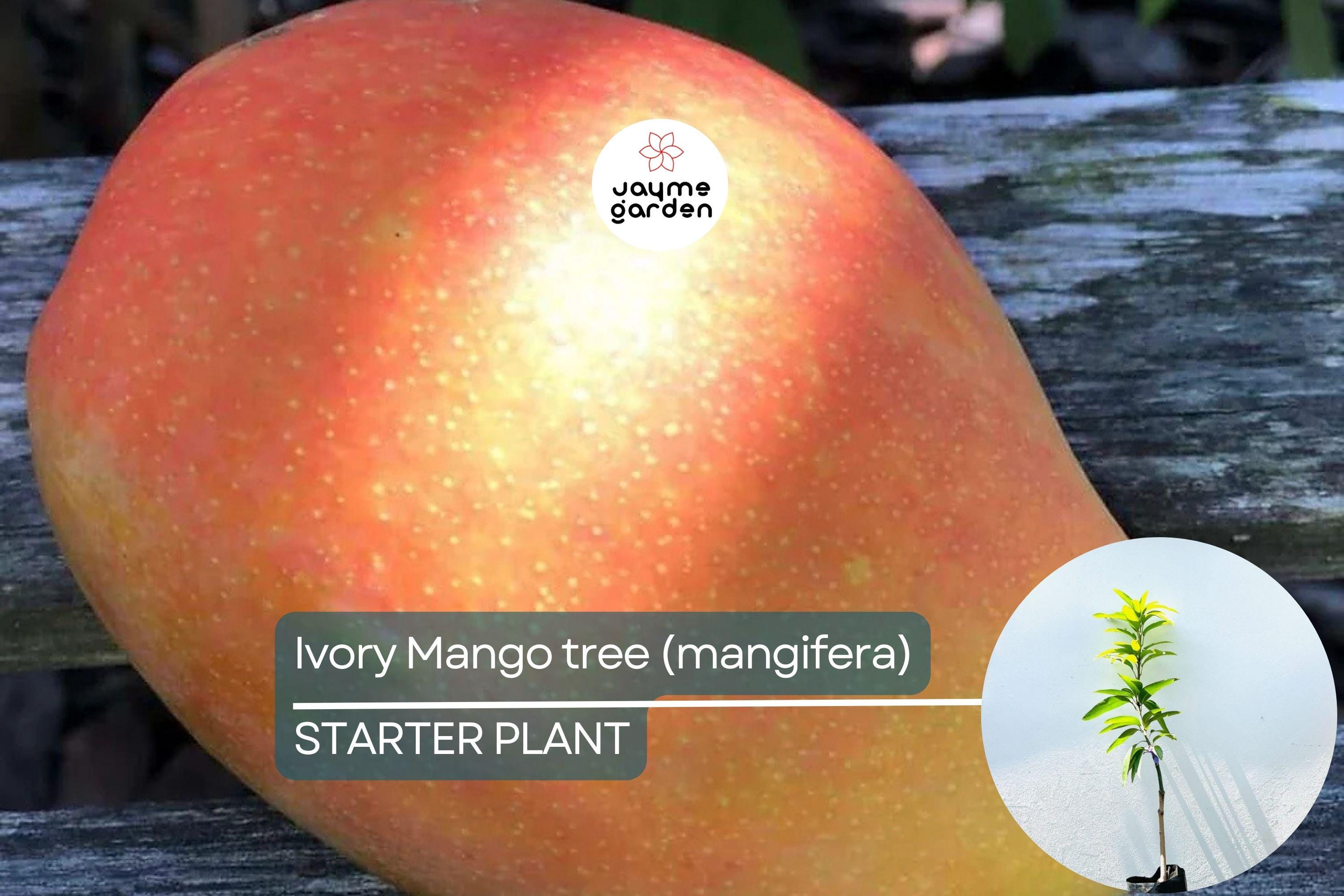 Ivory Mango Tree (Mangifera) Grafted 3'-4' | Fiberless, Sweet Tropical Fruit | Container-Friendly Live Tree