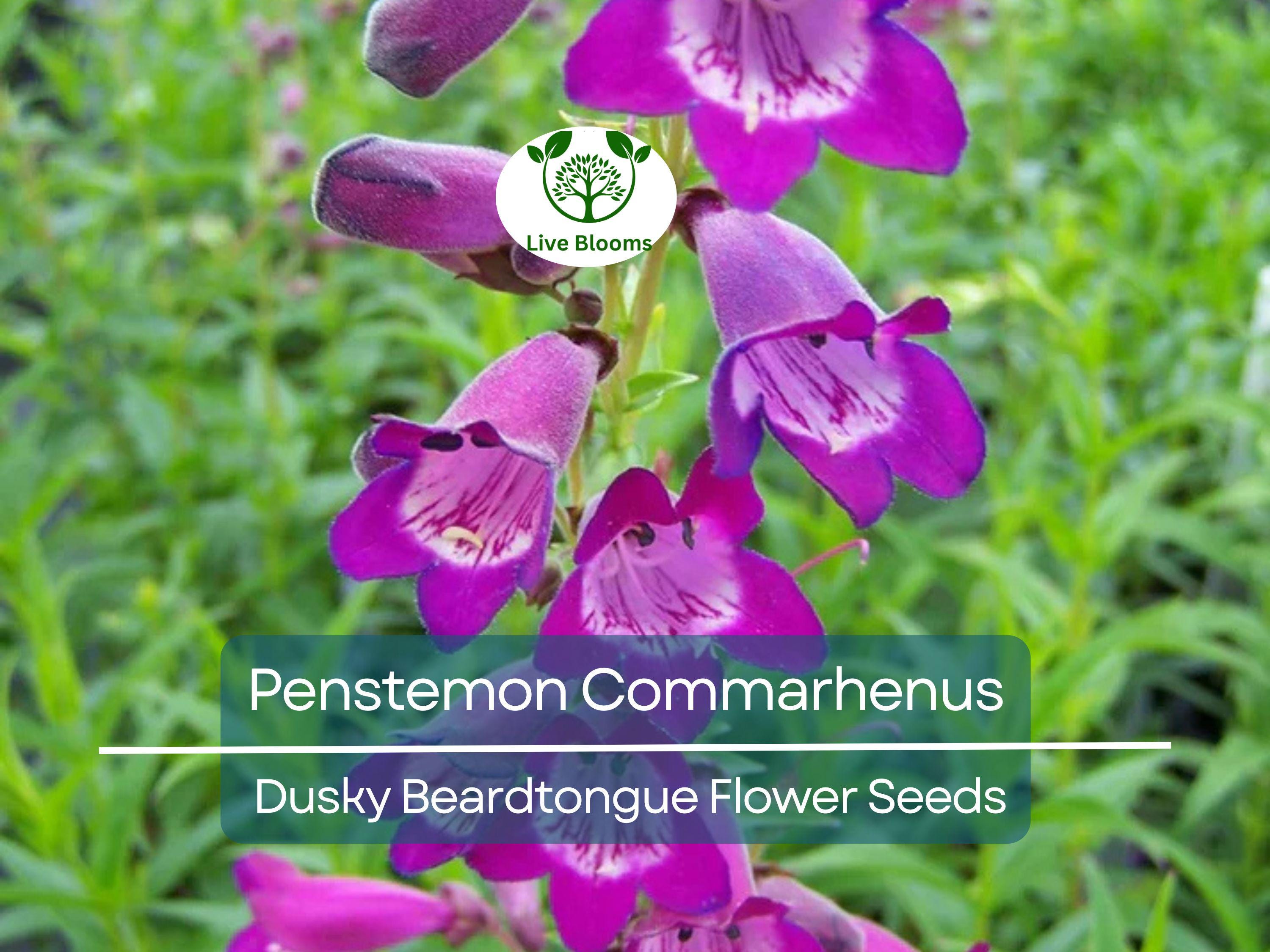 100 mg Seeds Penstemon Commarhenus (Dusky Beardtongue) for Planting | Native Perennial Wildflower for Pollinator Gardens & Meadows
