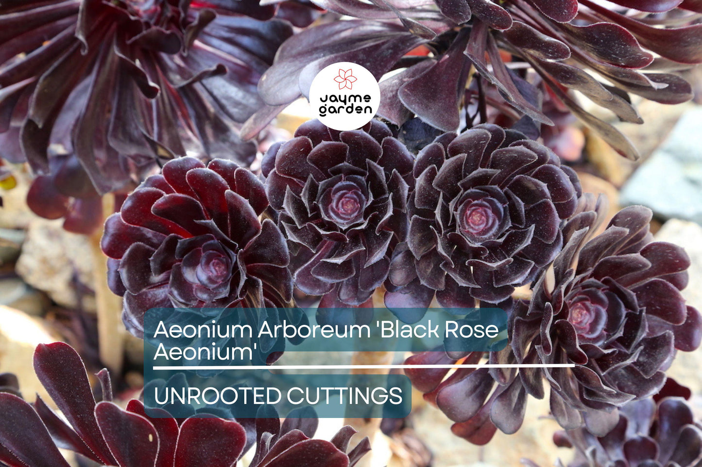1 Aeonium Arboreum 'Black Rose' Cutting 3-5 Inch Long | Dark Burgundy Succulent | Easy Care | Full Sun/Partial Shade