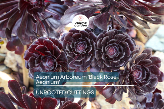 1 Aeonium Arboreum 'Black Rose' Cutting 3-5 Inch Long | Dark Burgundy Succulent | Easy Care | Full Sun/Partial Shade