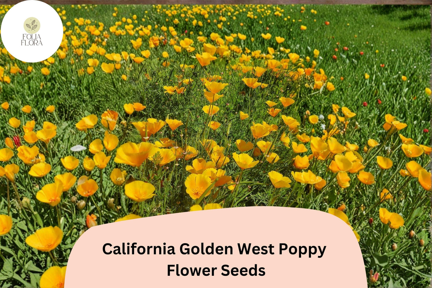 200+ California Golden West Poppy Seeds | Eschscholzia californica | Golden Yellow Blooms | Easy Wildflower Garden Seeds