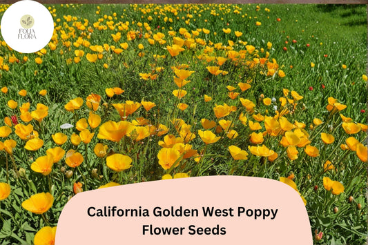 200+ California Golden West Poppy Seeds | Eschscholzia californica | Golden Yellow Blooms | Easy Wildflower Garden Seeds
