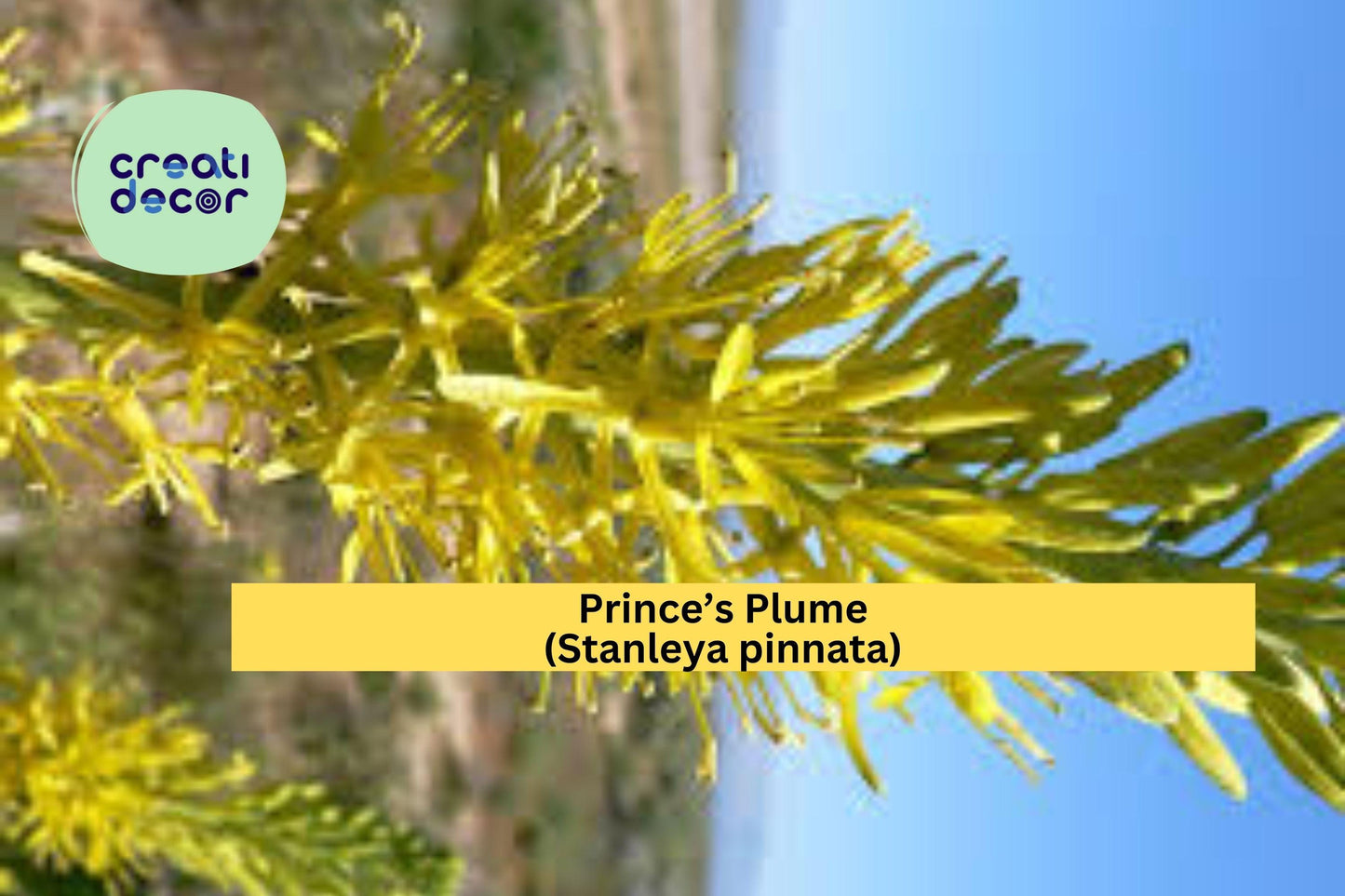 Prince’s Plume Seeds (Stanleya pinnata) – 40 Native Wildflower Seeds | Yellow Perennial | Drought-Tolerant | Pollinator Friendly
