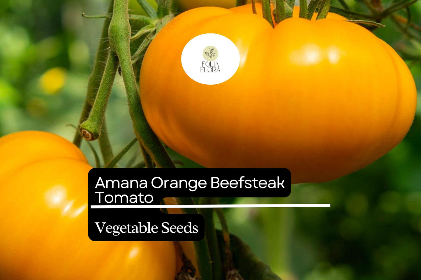 30 Amana Orange Tomato Seeds – Solanum lycopersicum – Heirloom Beefsteak, High-Yielding, Perfect for Slicing