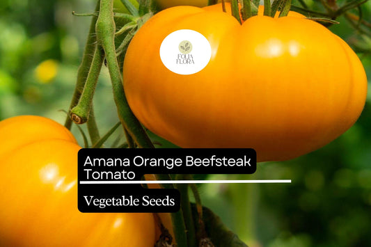 30 Amana Orange Tomato Seeds – Solanum lycopersicum – Heirloom Beefsteak, High-Yielding, Perfect for Slicing