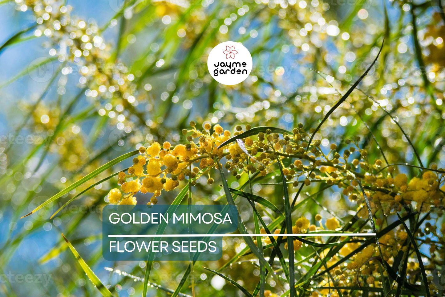 10 Golden Mimosa Tree Seeds (Acacia baileyana) - Fast Growing Yellow Wattle Flower, 25ft Tall