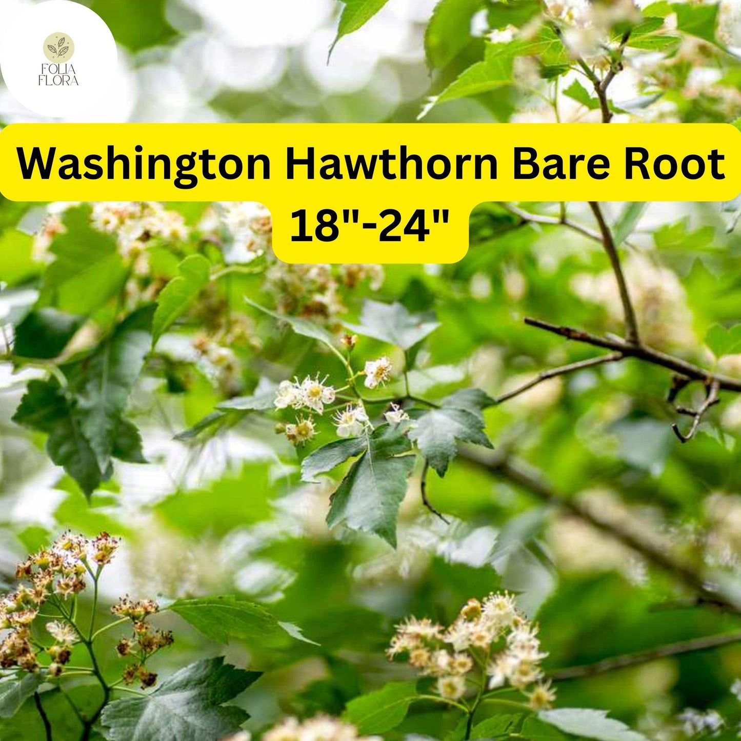 1 Washington Hawthorn Tree (Crataegus phaenopyrum) Live Bare Root Plant 18"-24"
