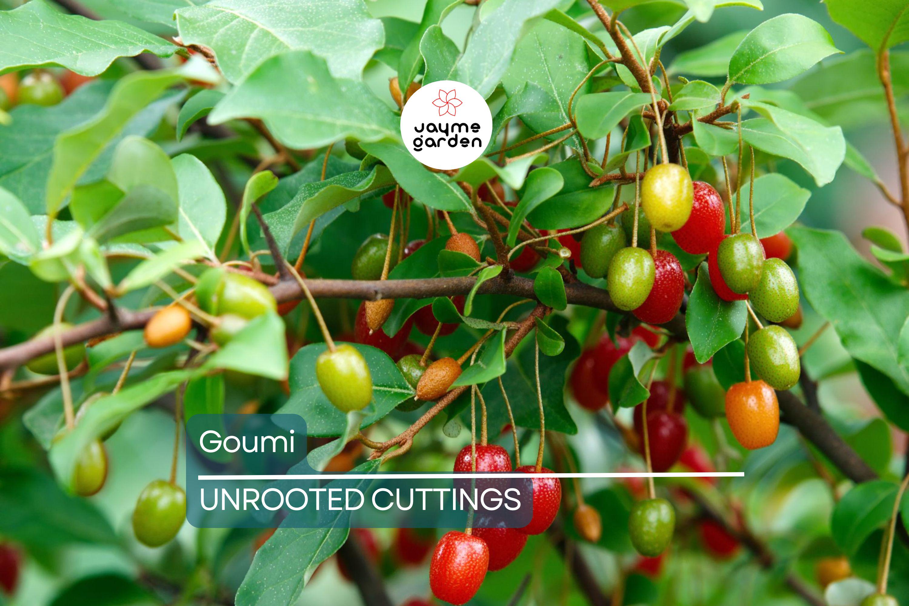 4 Goumi Cuttings | Edible Red Fruits, Nitrogen-Fixing, Cold Hardy Permaculture Tree for Edible Landscaping, No Ship to Ca, Az, Fl & Hi